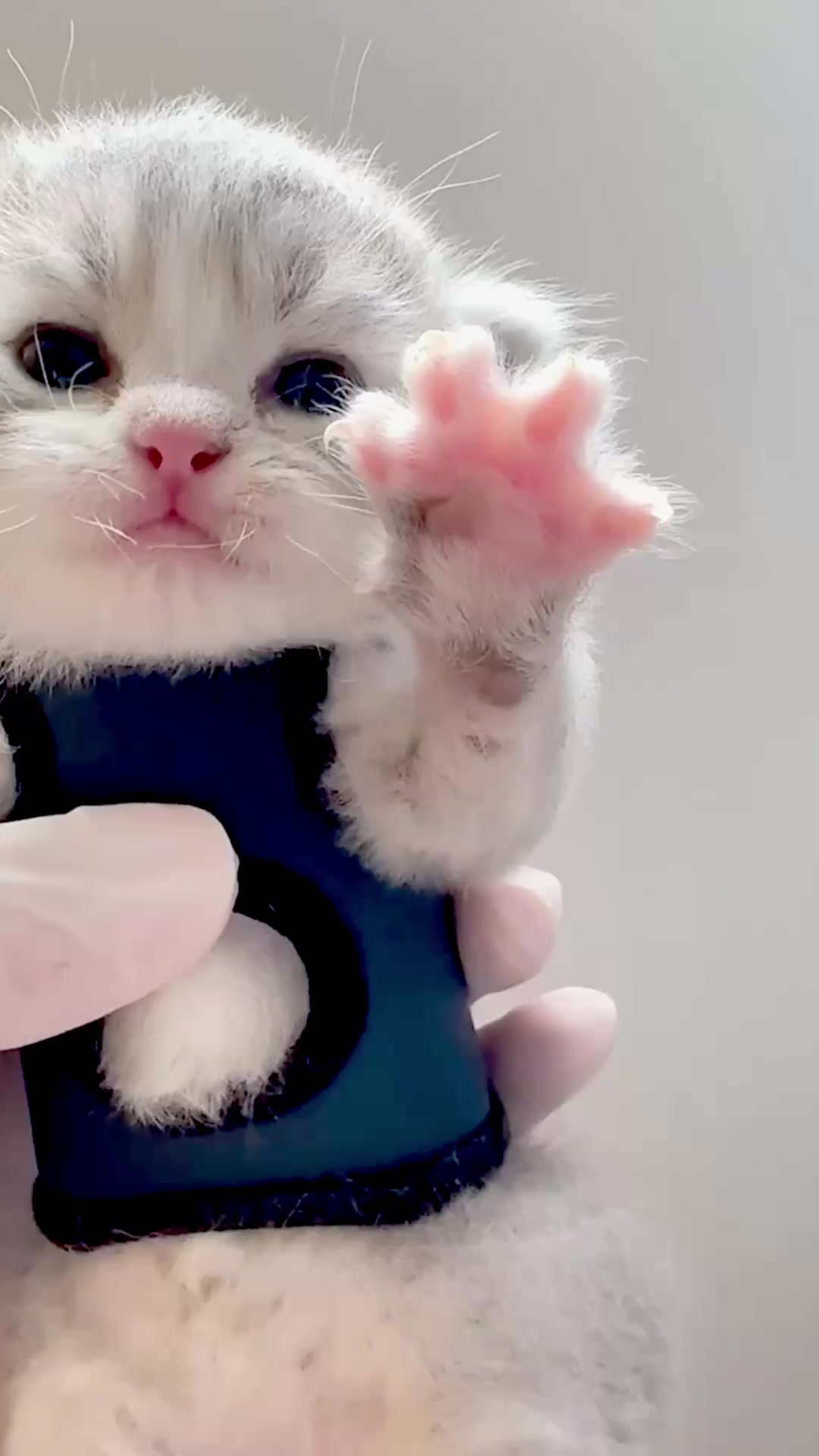@catbosssss