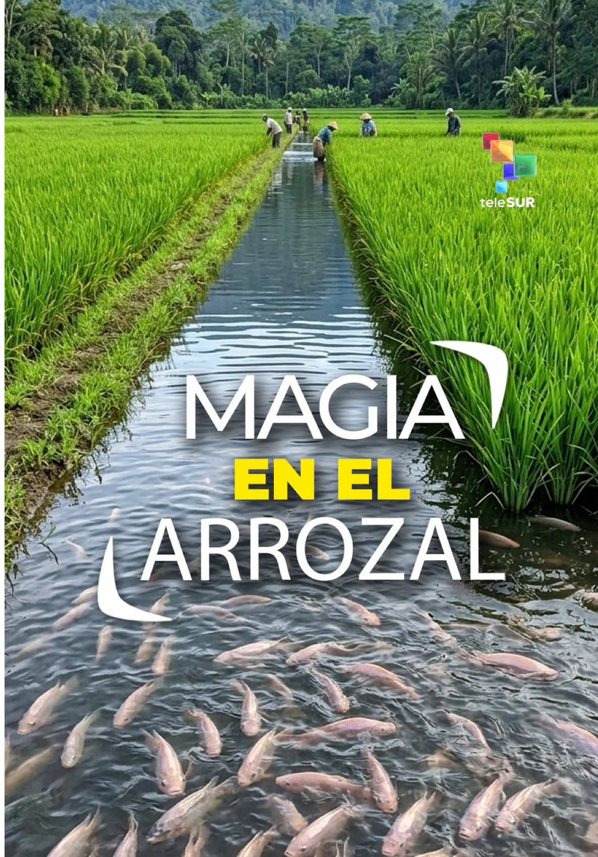 @teleSUR