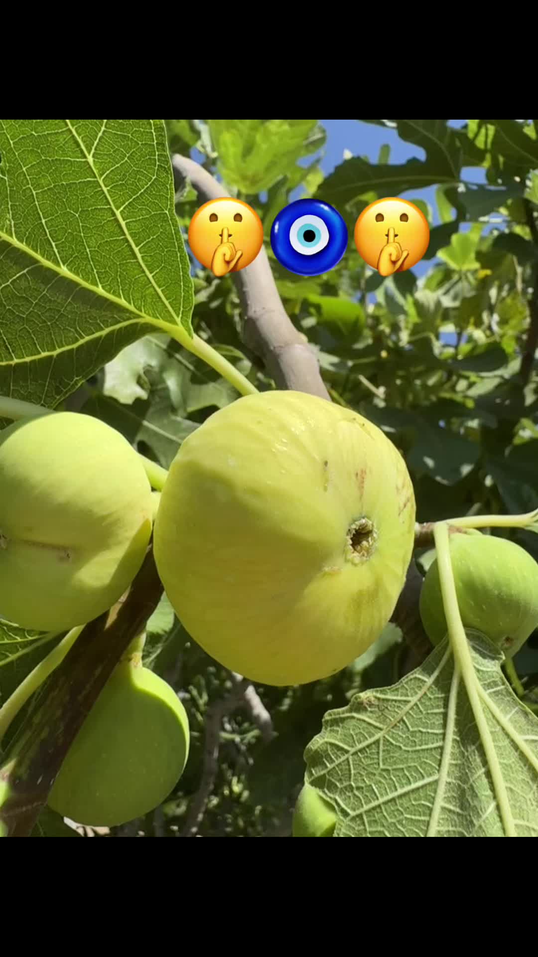 @Efee09🇹🇷