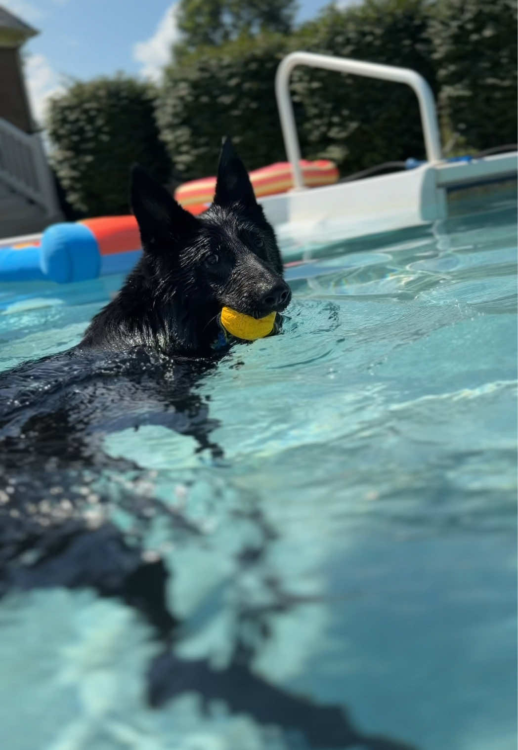 @Protection Dog Sales