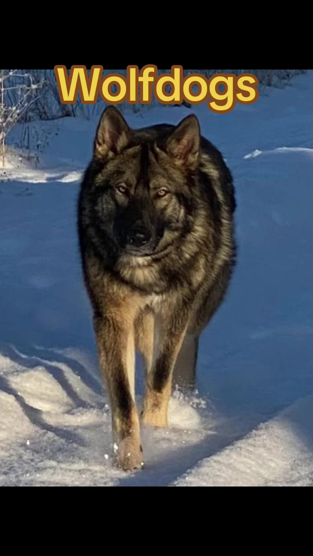 @WOLFDOG