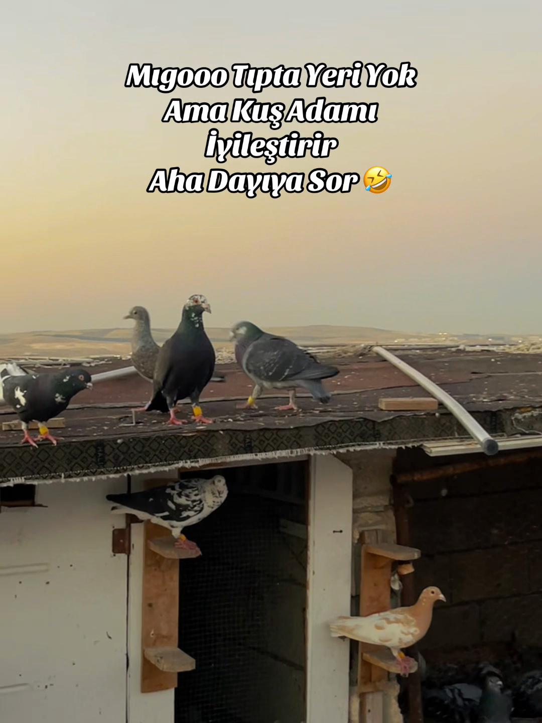 @Abdul Reşit Arıcak