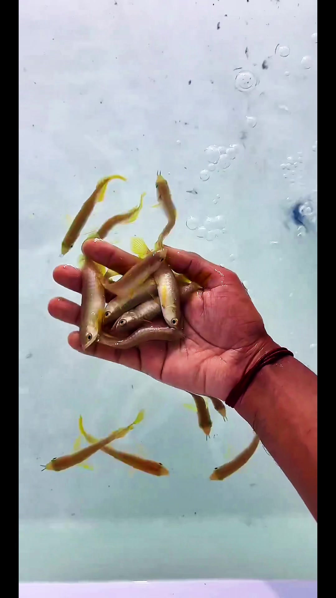 @MK AROWANA SPECIALIST
