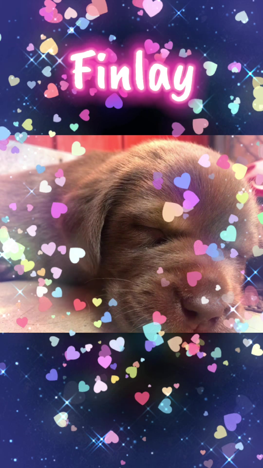 @🕯️💜🌹Danie/Kaia🌹💜🕯️