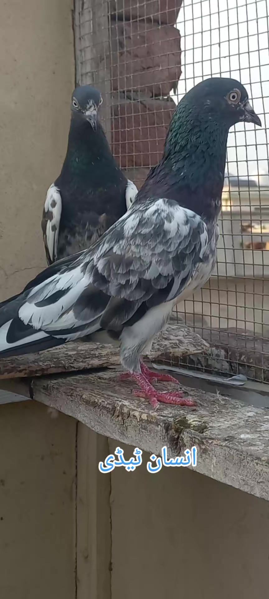 @Ranakasuripigeon