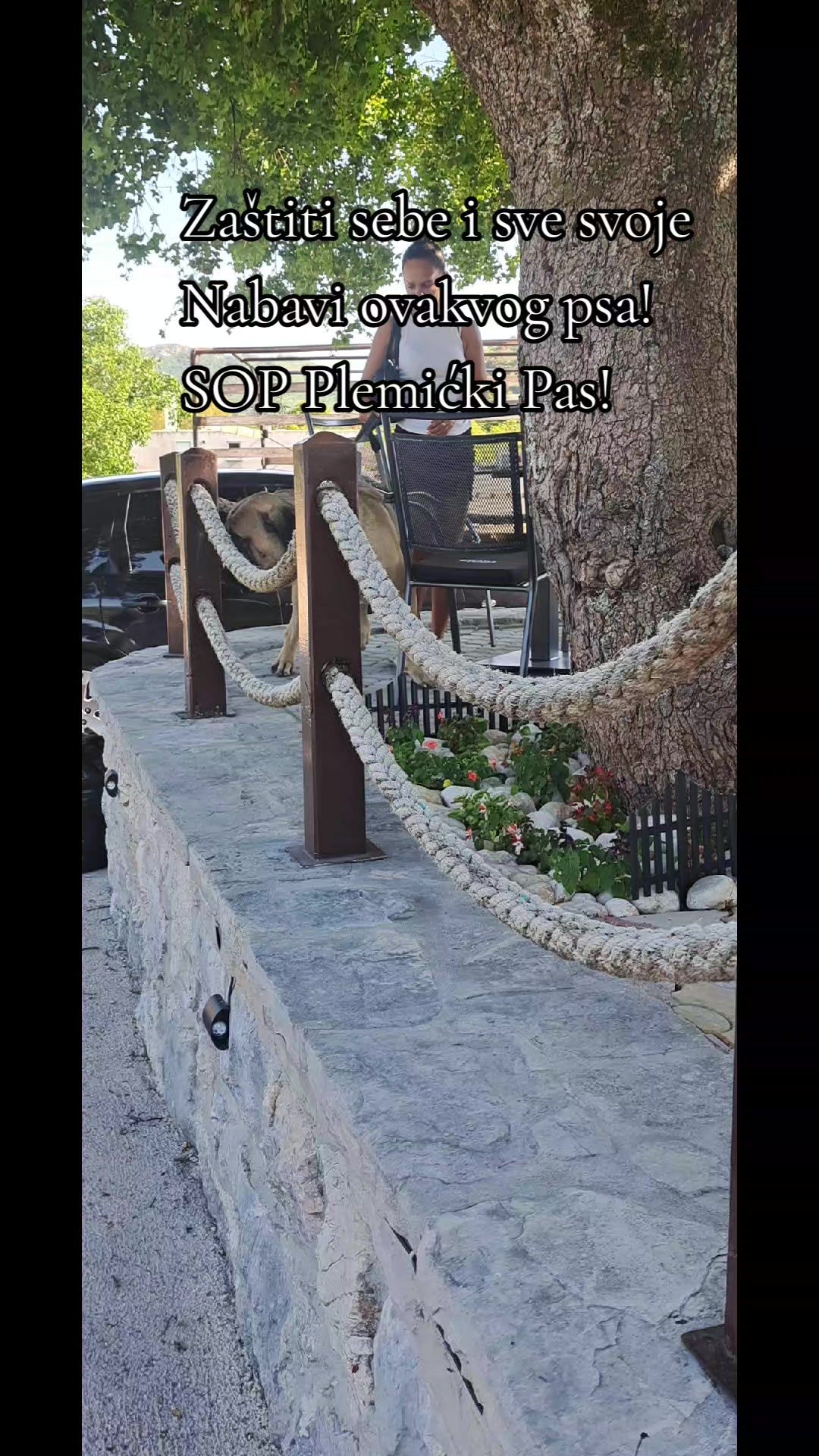 @Plemićki pas Srpski mastif
