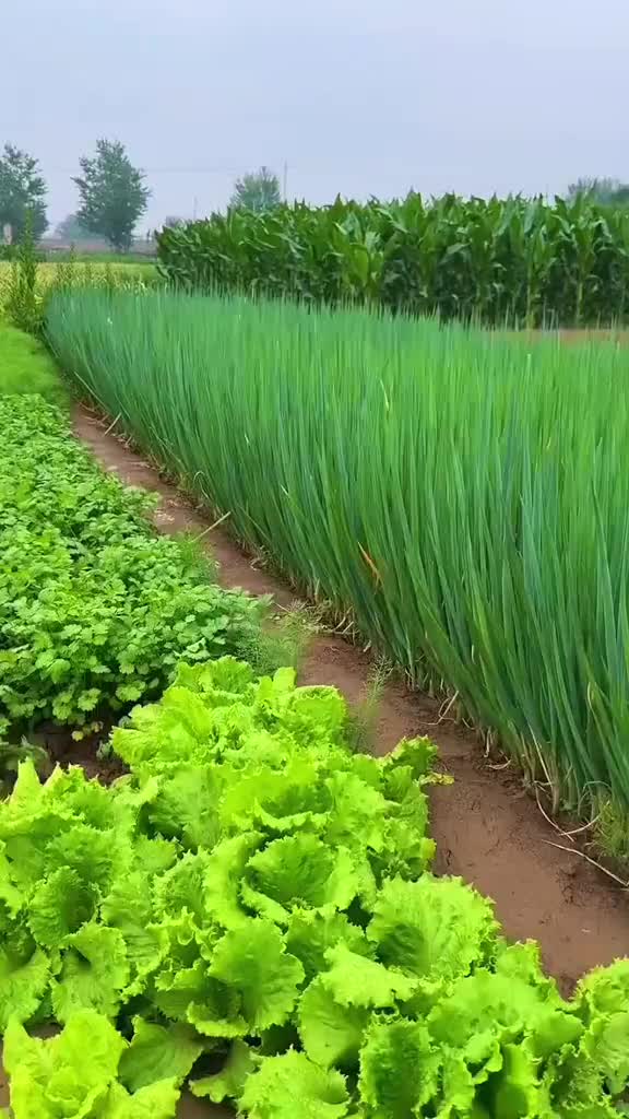 @☘️ মেঘ-ময়ূরী 🌷