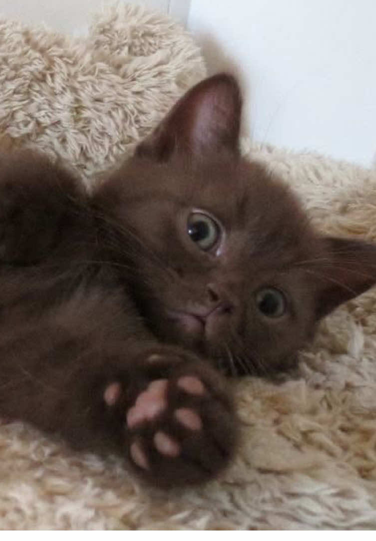 @zakolo4ka 🐾