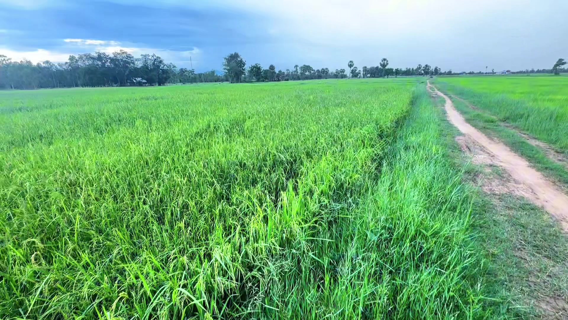 @សឿន វណ្ណា - सोएन् वण्णा 🌾💚🌅