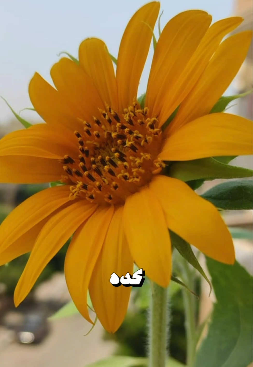 @Hoda Hany