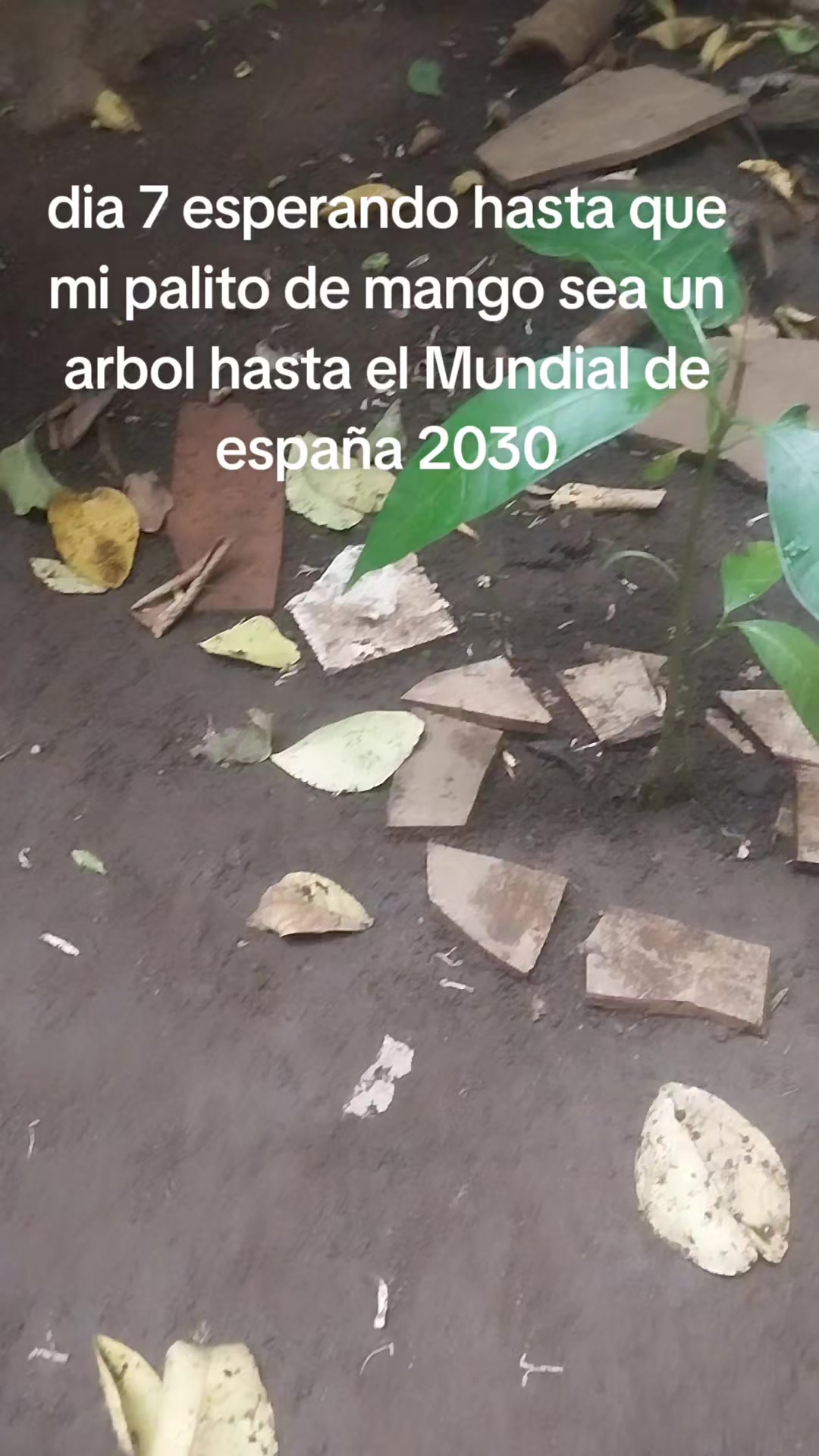 @Ale dino 🦖💚