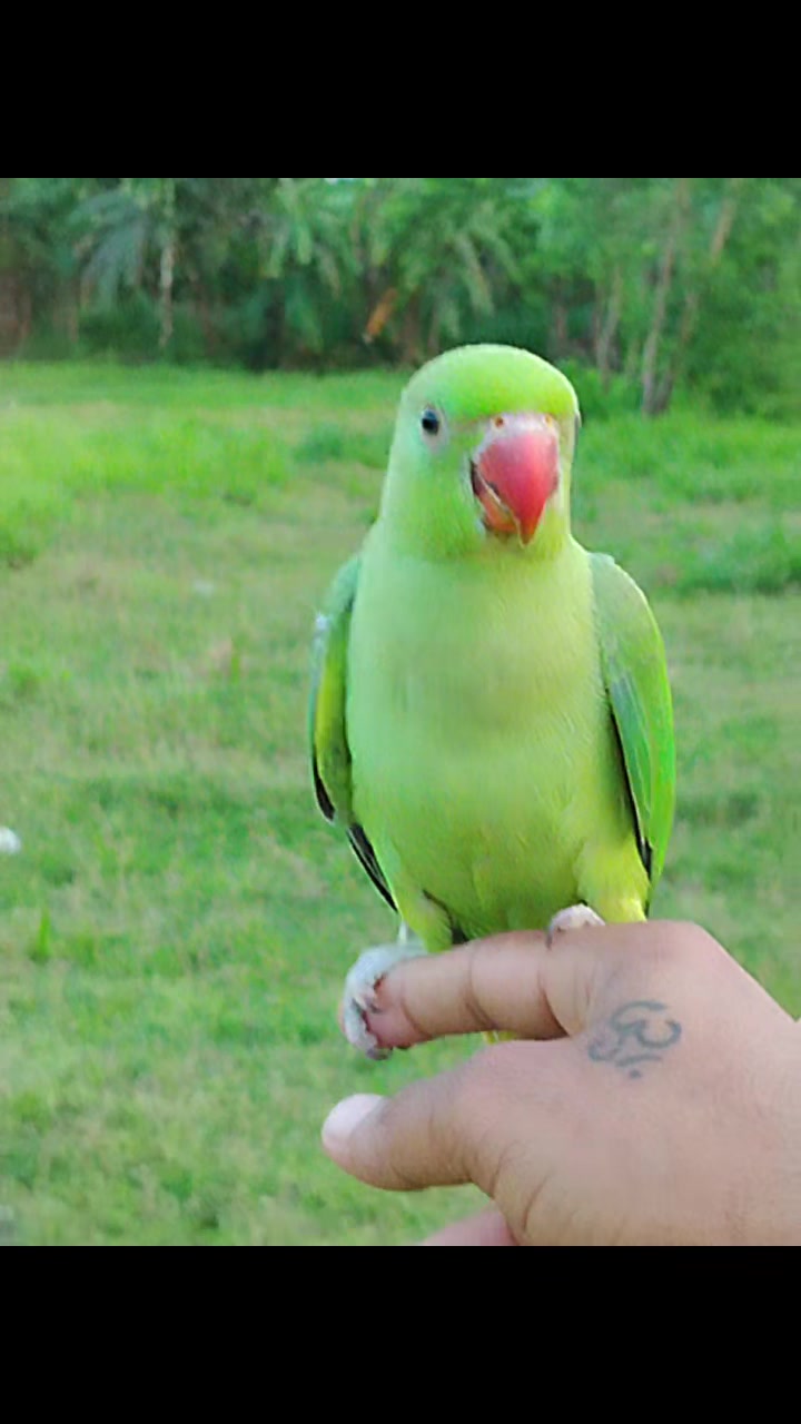 @A    N    T   O    R    ツ