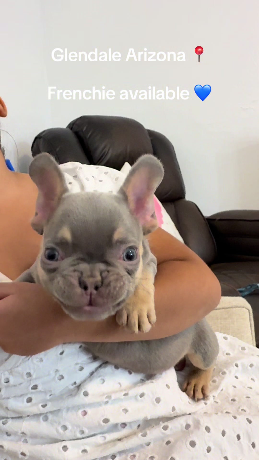 @Luxeaz_frenchies