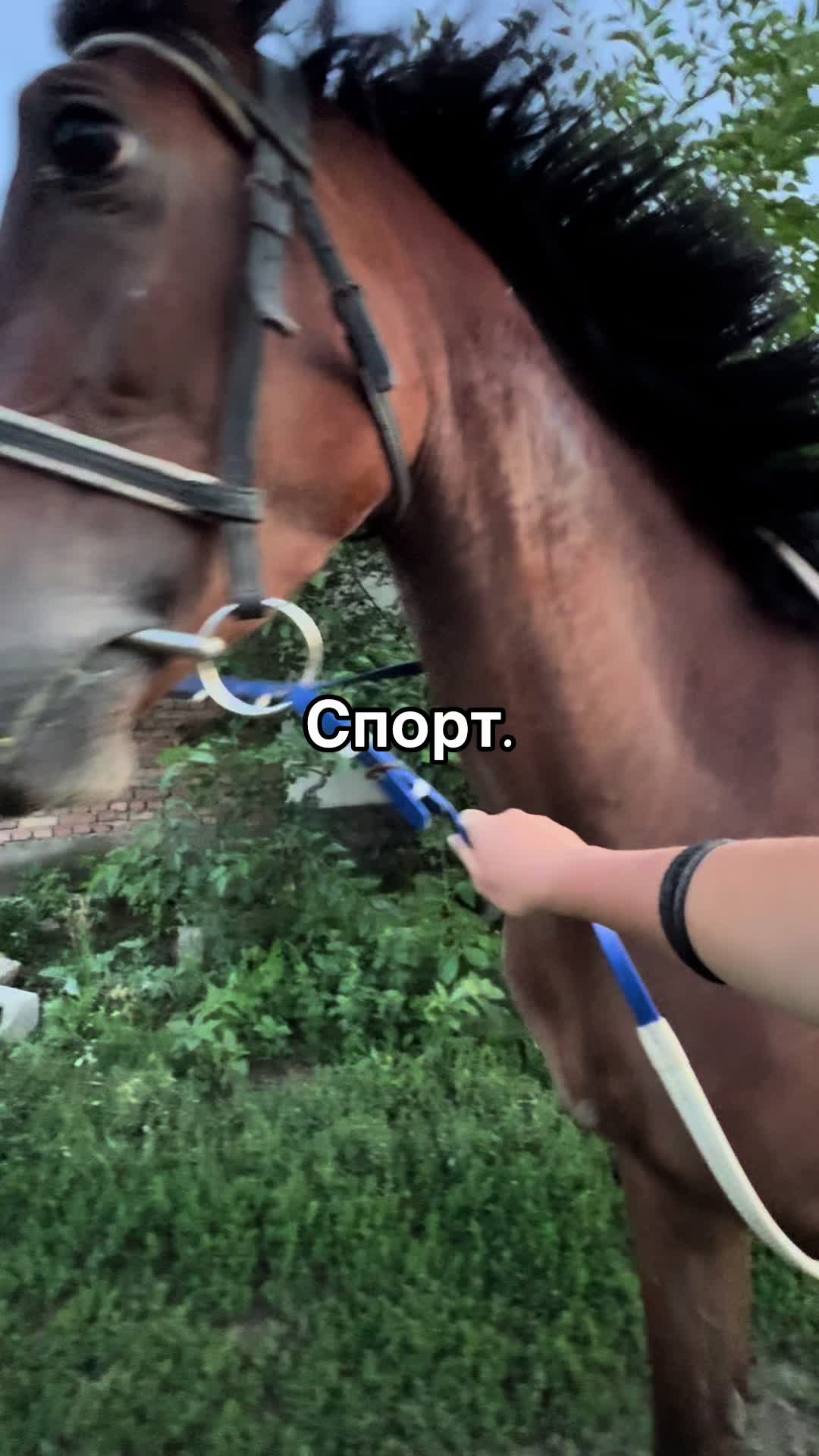 @🐎Ева🐎