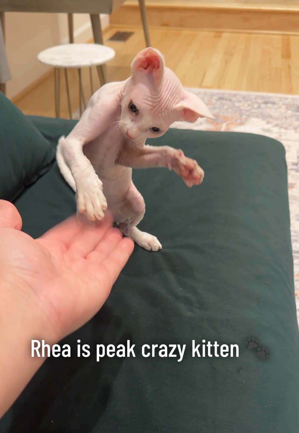 @Boba’s Buds Minskin Cats
