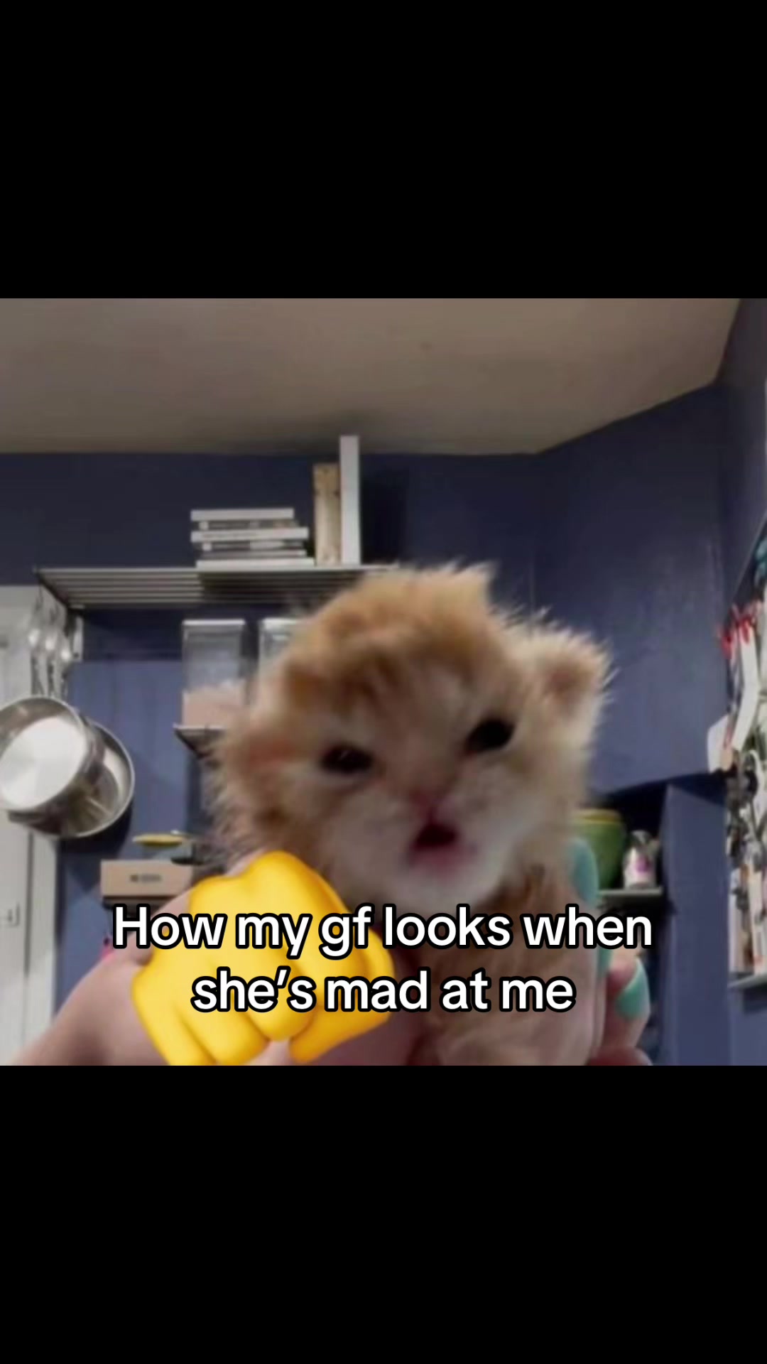 @LavanderCat