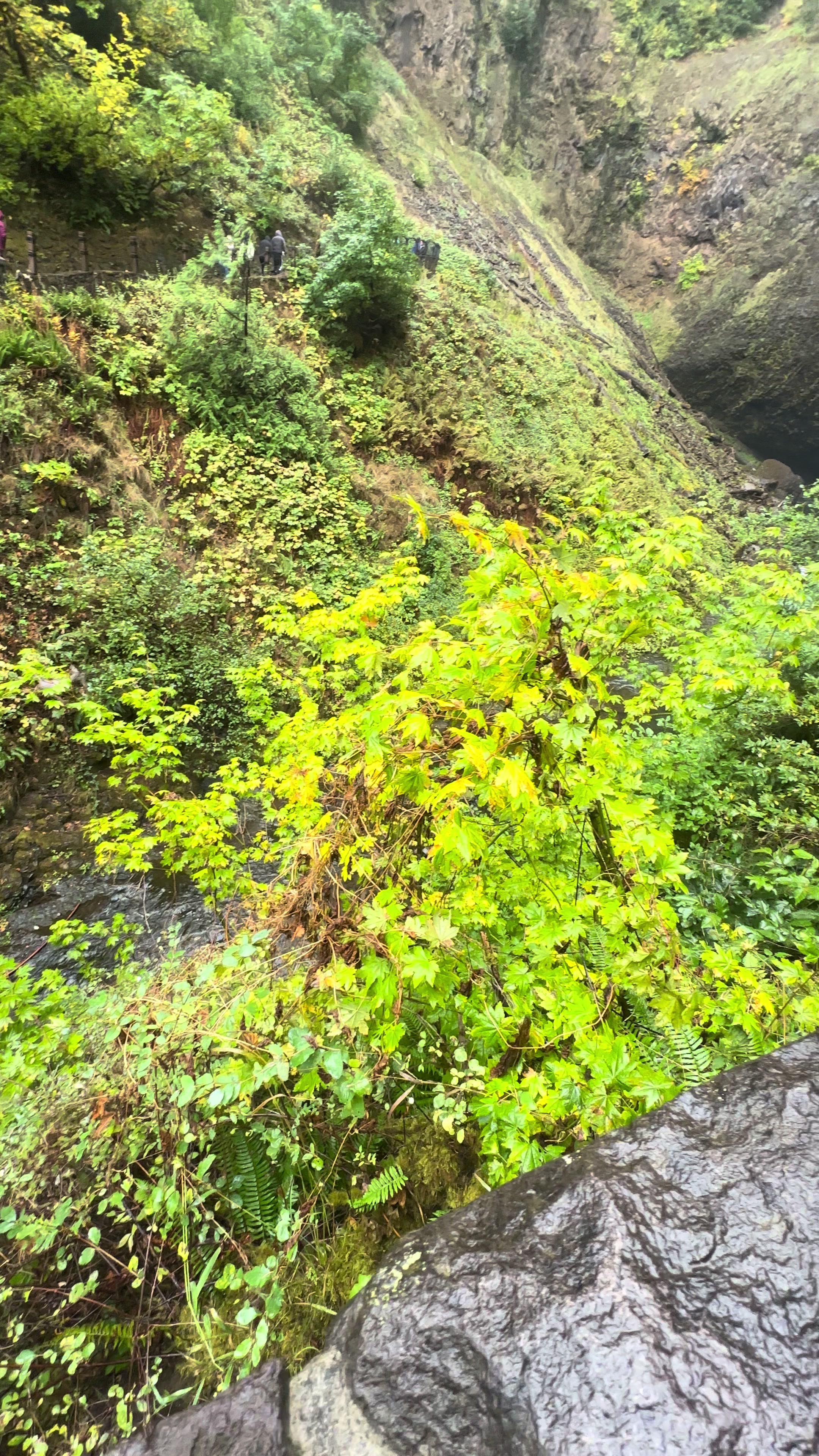 @🌲