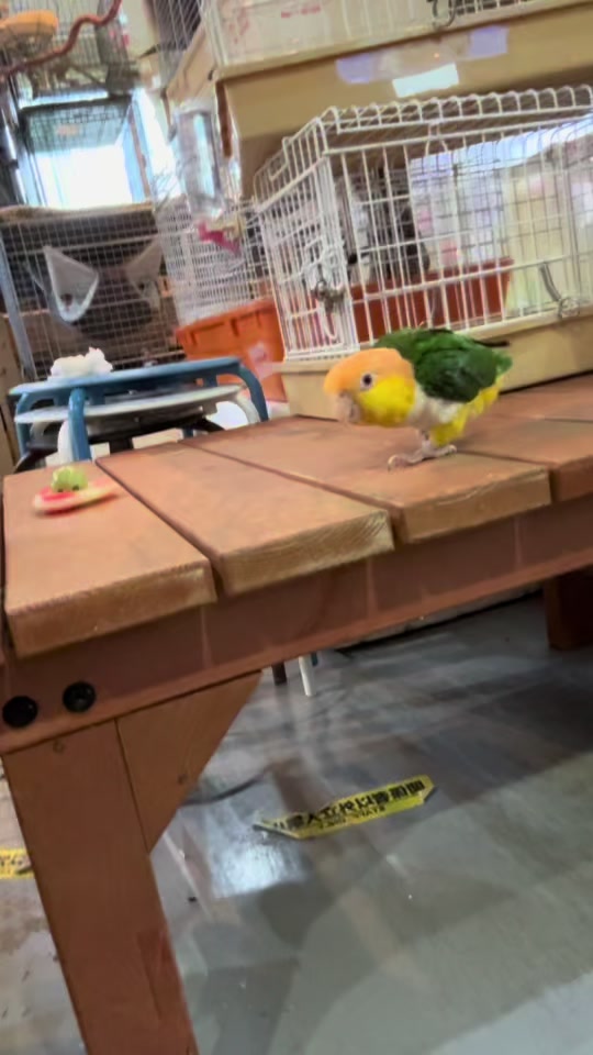 @総合ペットショップ ノーザンみしま