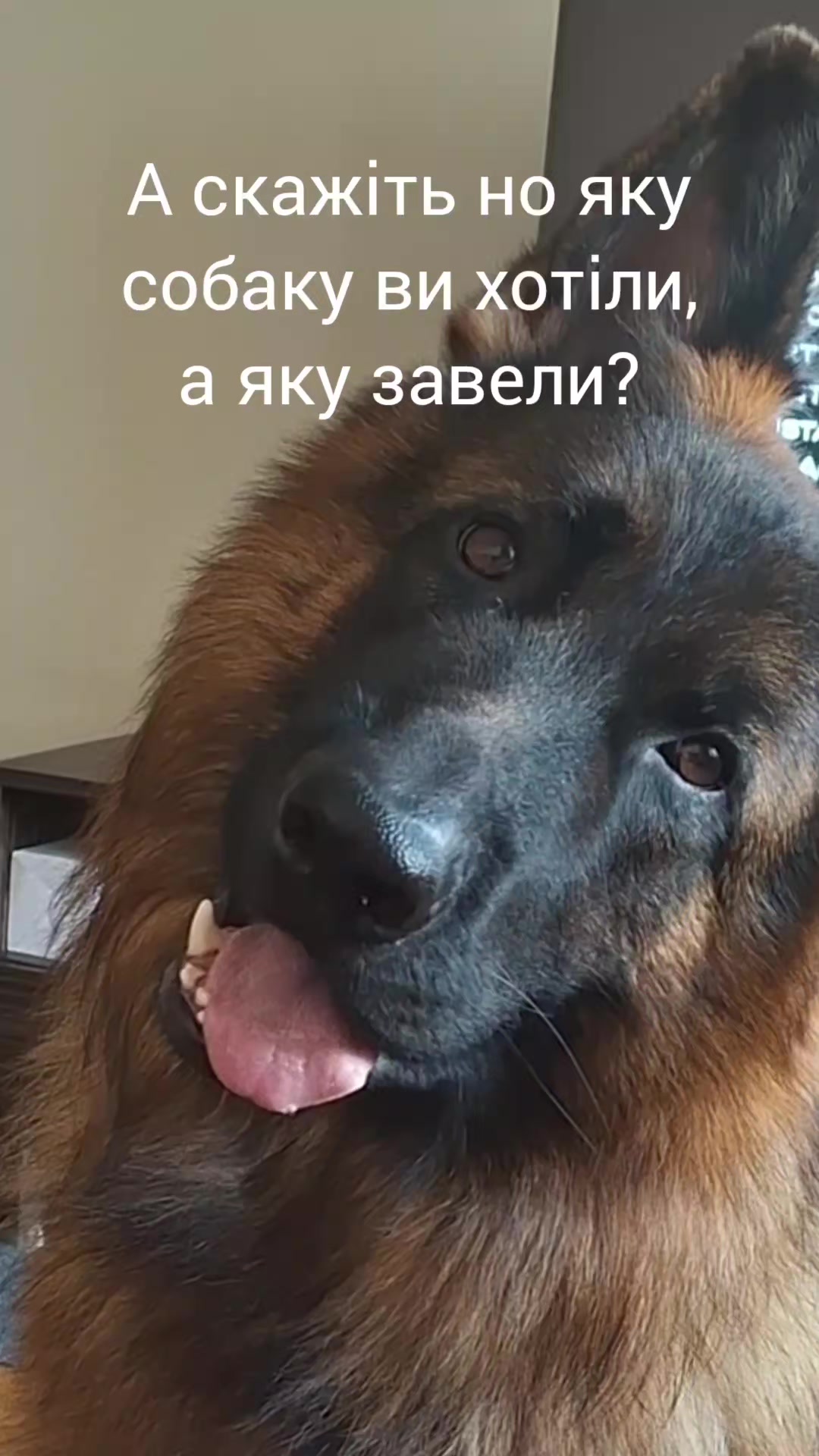 @МАТЬ ДРАКОНІВ🤣