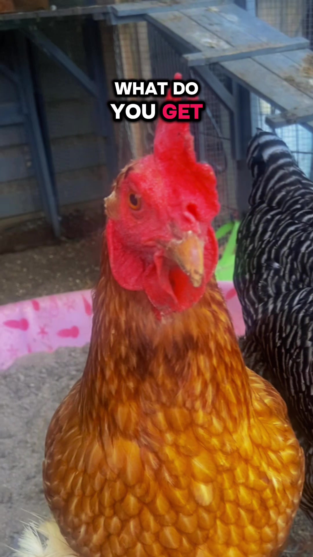 @Mary♥️🐓🤘