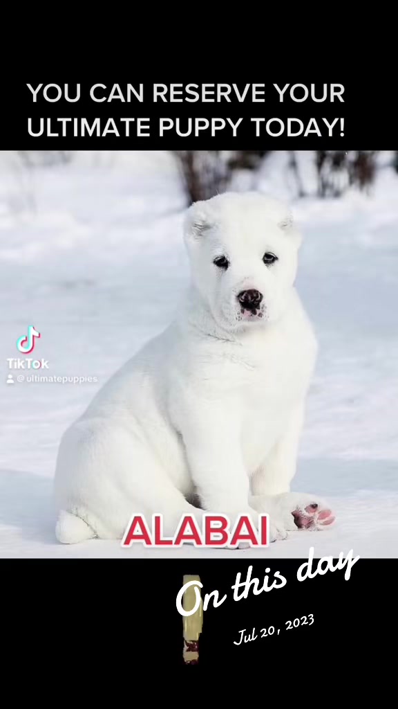 @Ultimate Puppies