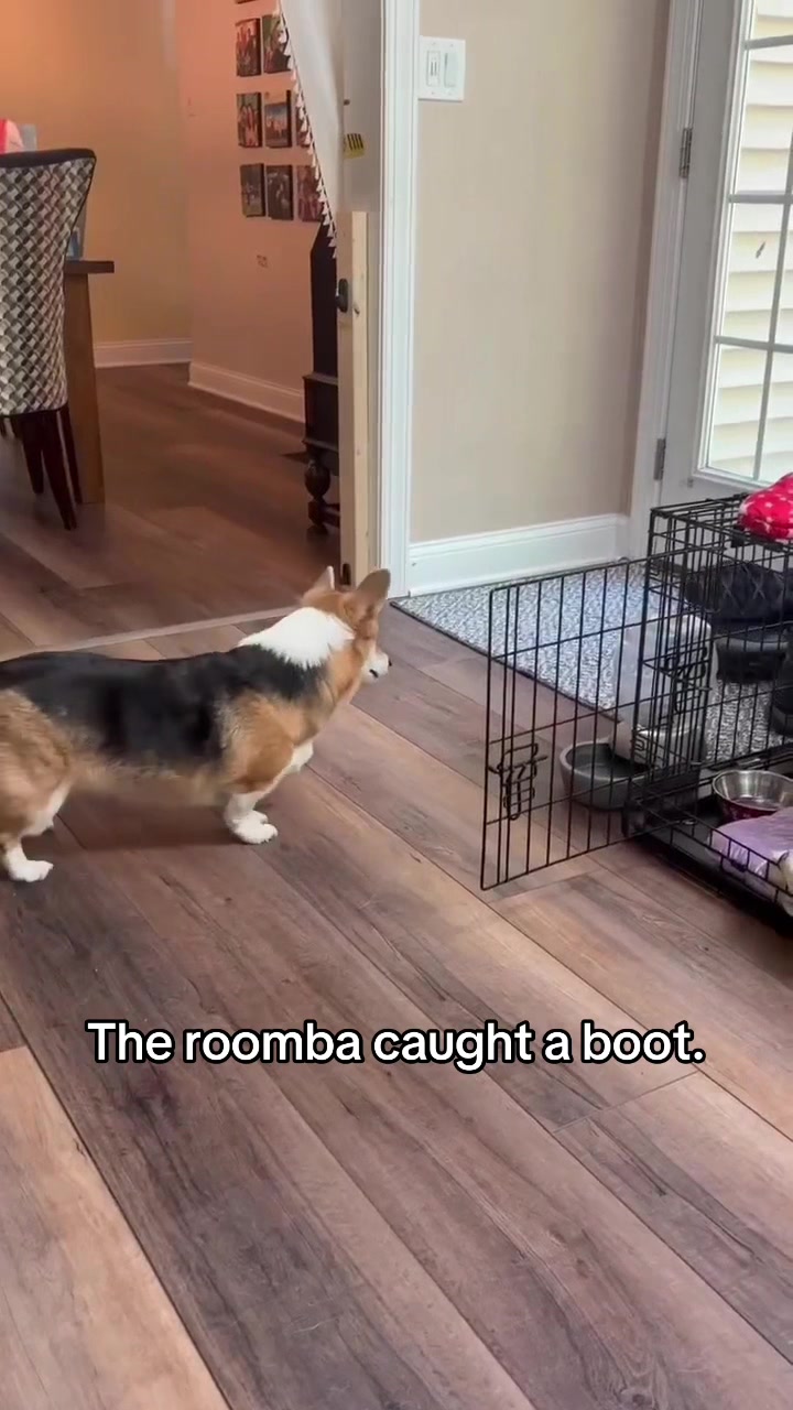 @South Jersey Corgi Rescue
