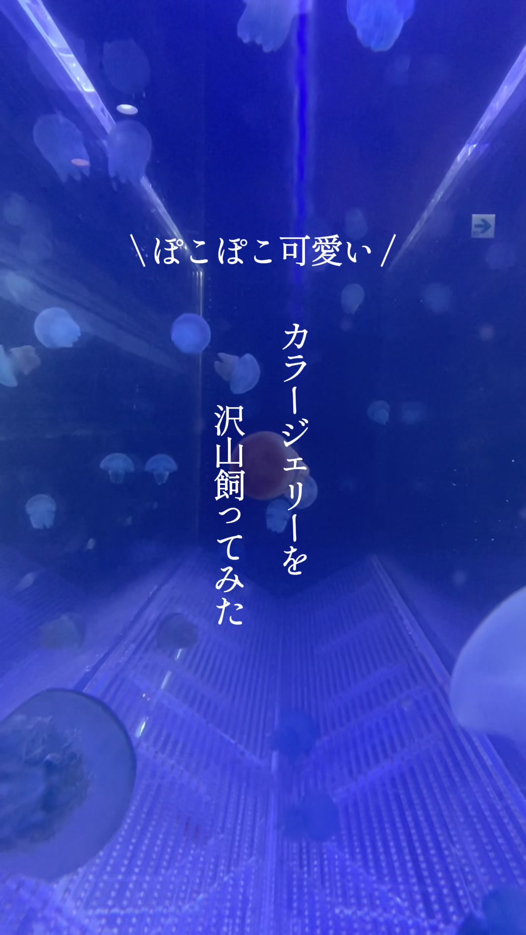 @tayuta -海月と漂う人生の隠れ家-