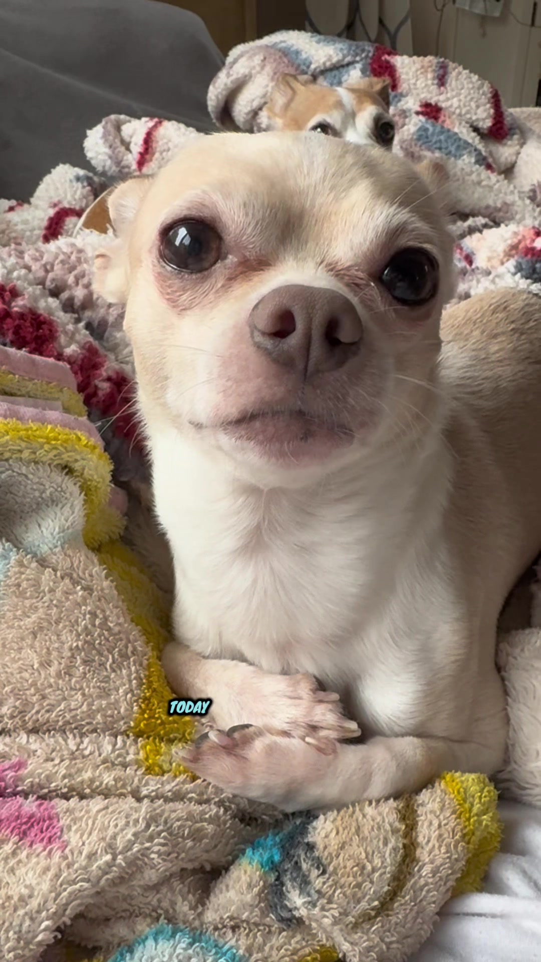 @Frankie the Chihuahua