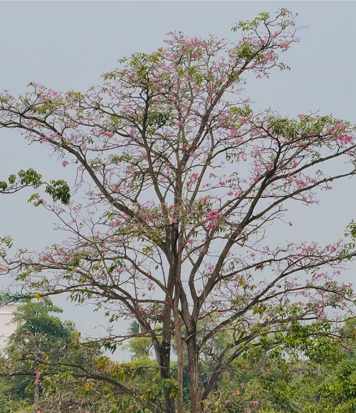 @প্রকৃতি 🍃