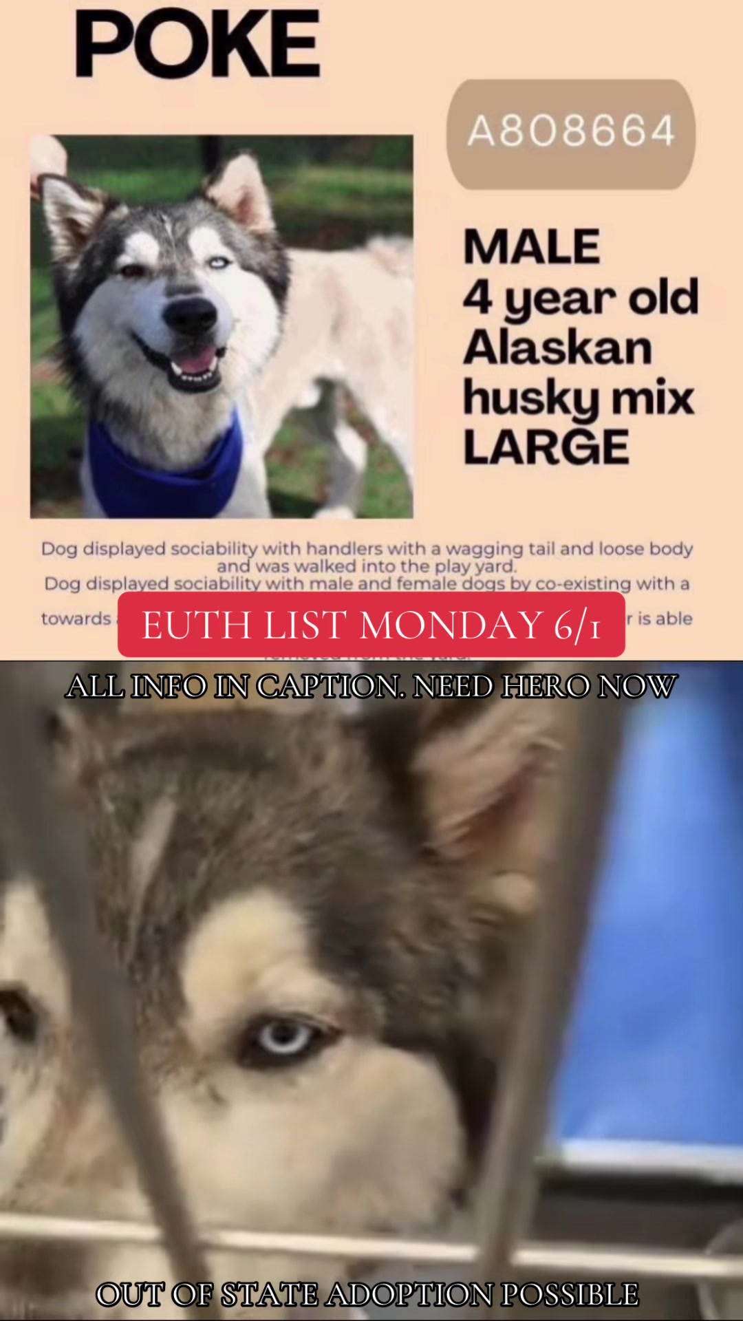 @@rescuedogs911