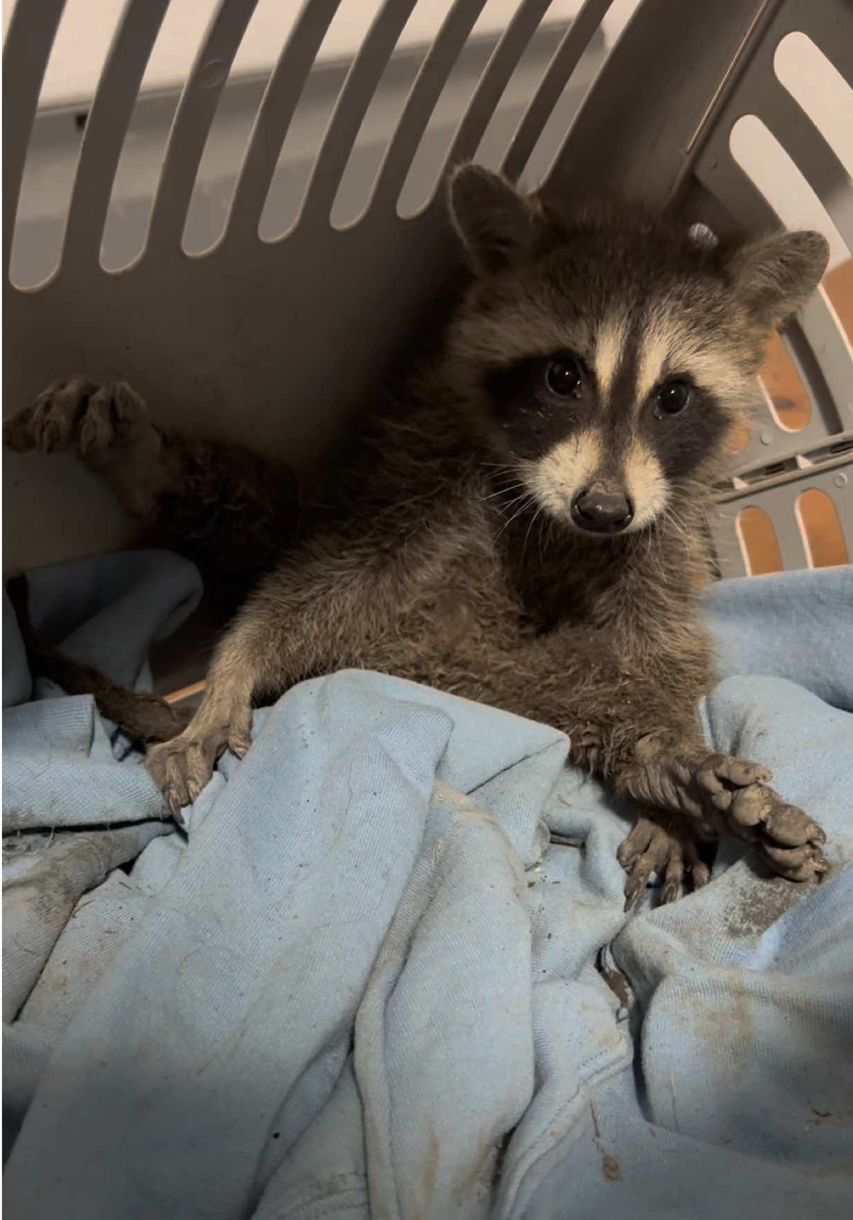 @shininglightanimalrescue