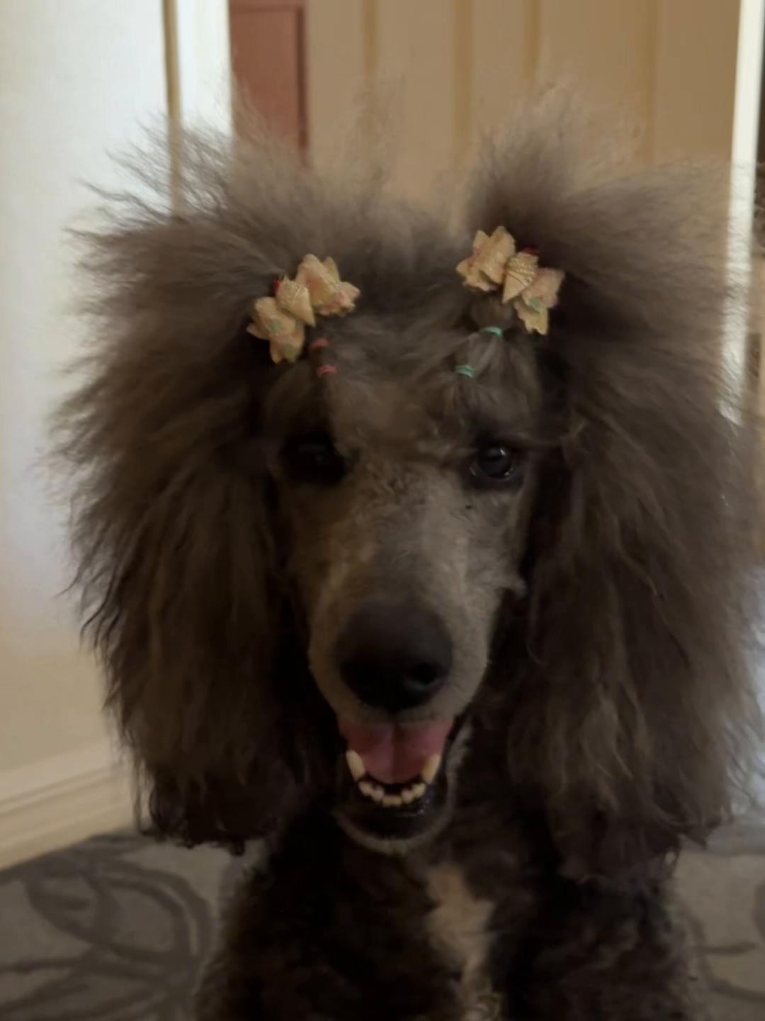 @Luxe The Adventure Poodle