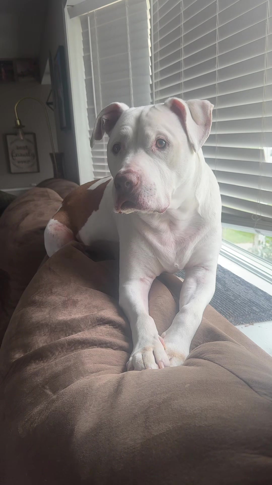 @DIOJI.the.DOG