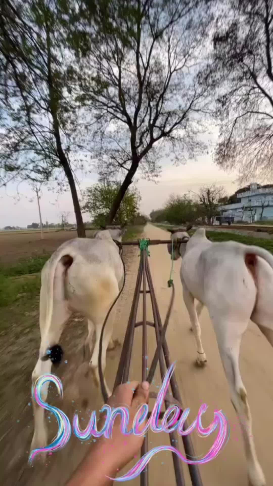 @👉 😎ਲੰਬੜ ਹੁਣੀ🇮🇹🇪🇺🦅