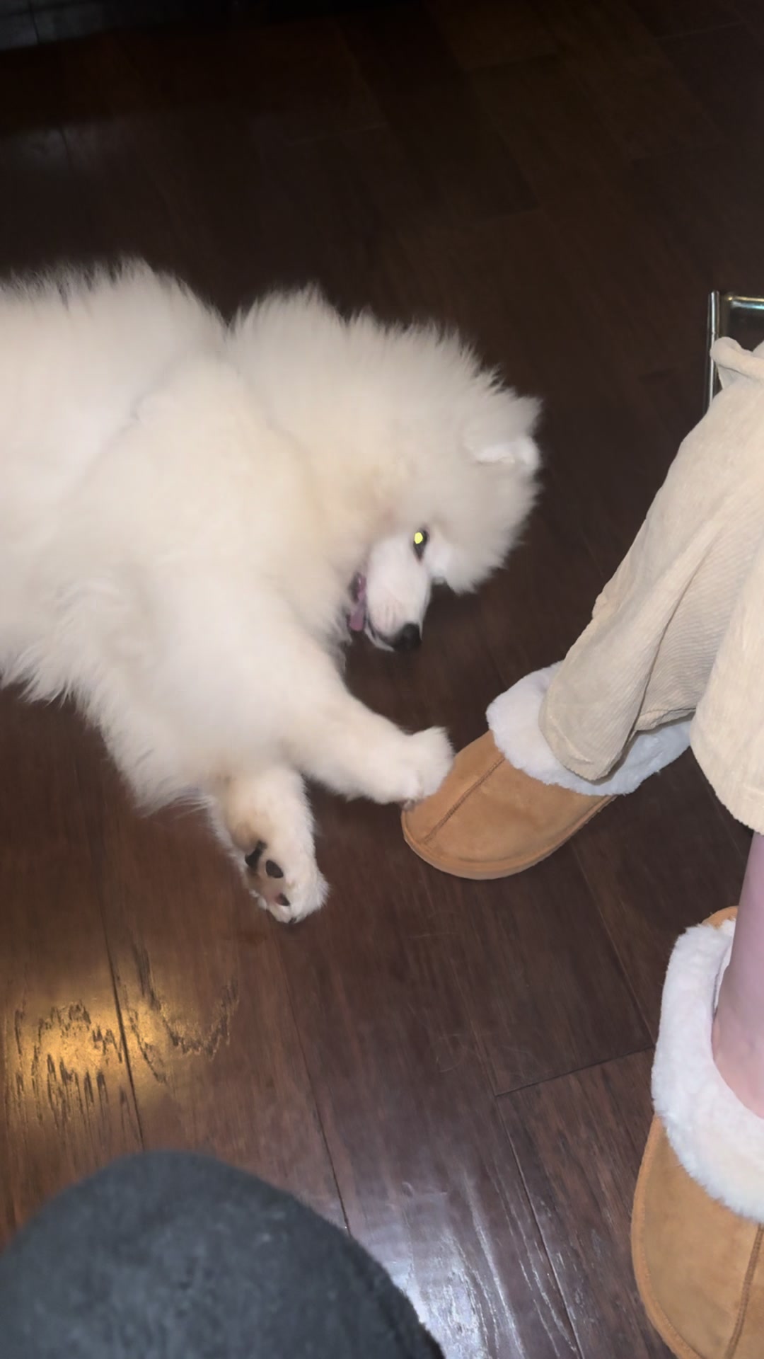 @Mishka the Samoyed