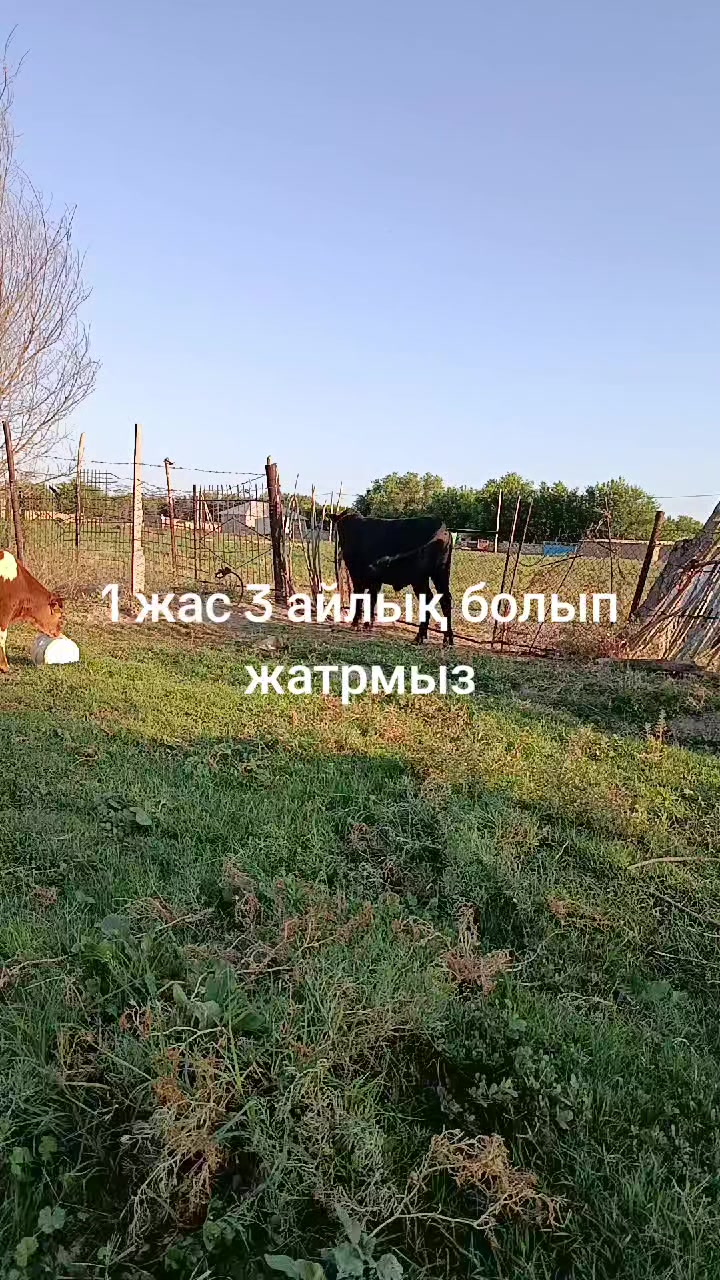 @қожеке