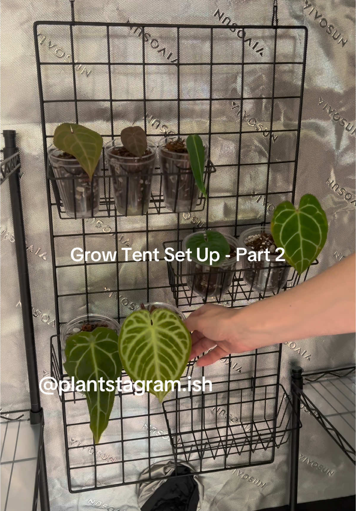 @Plantstagram.ish