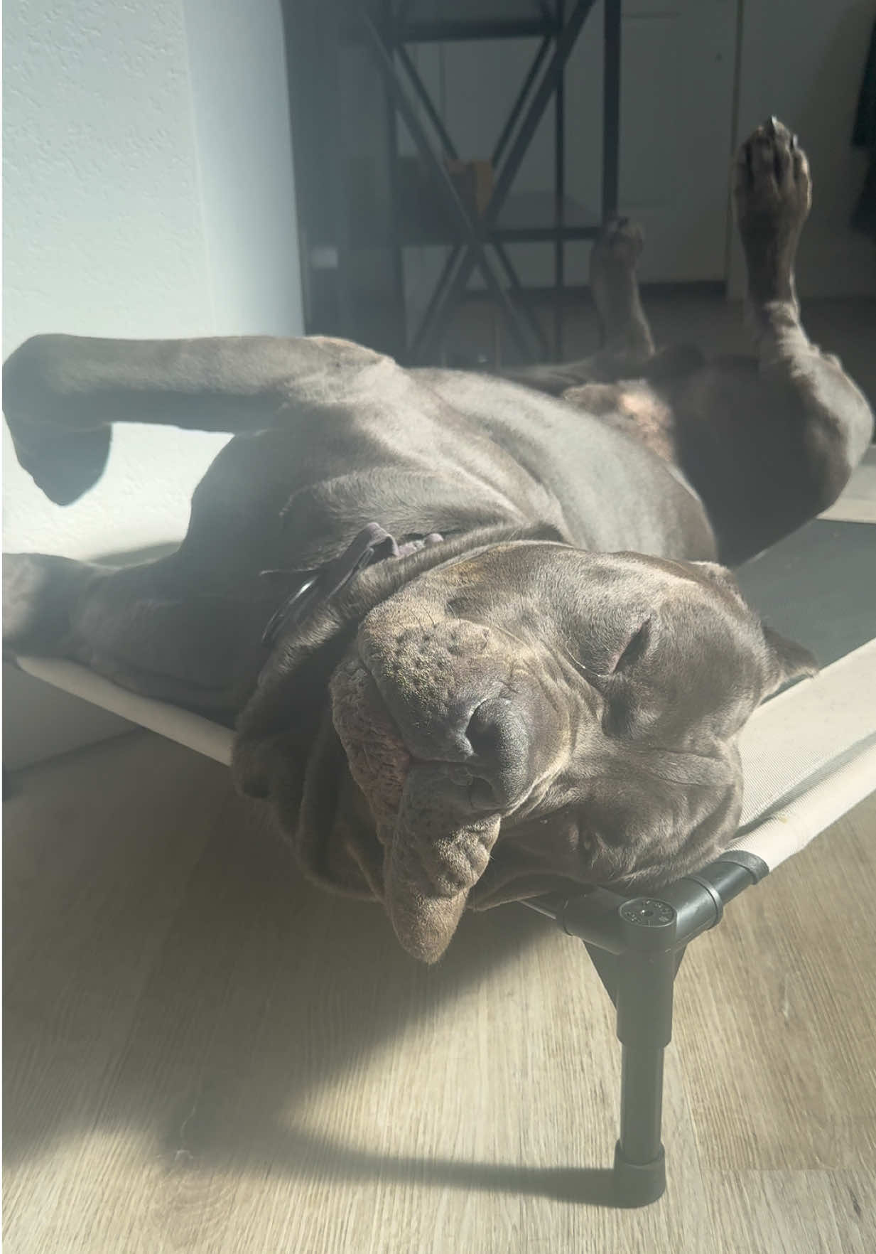 @Alistair the Cane Corso