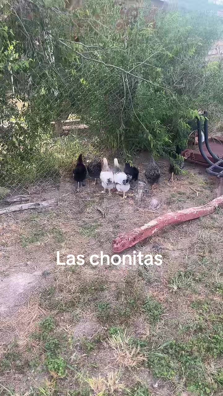 @elvia karime