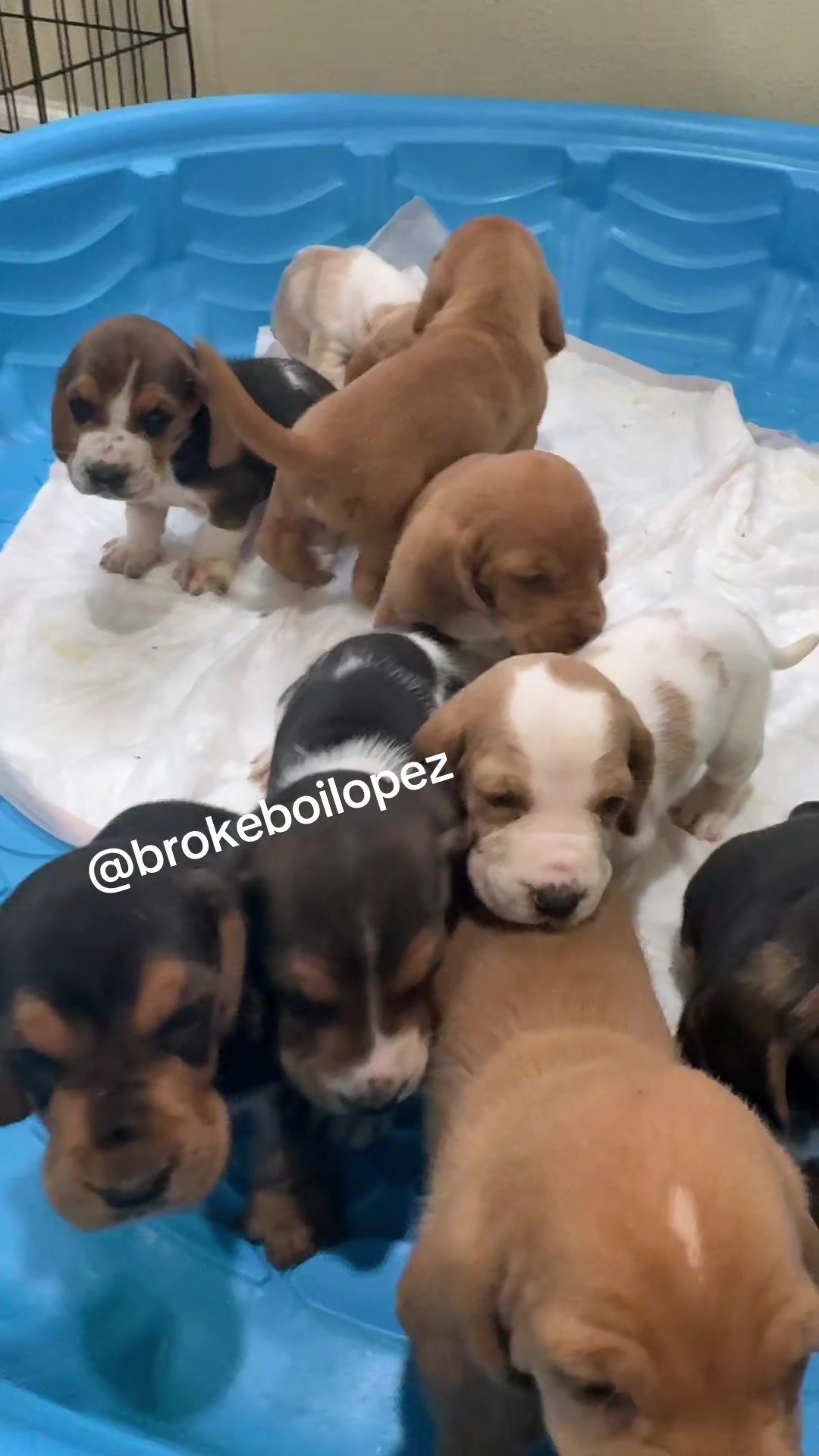 @Brokeboilopez