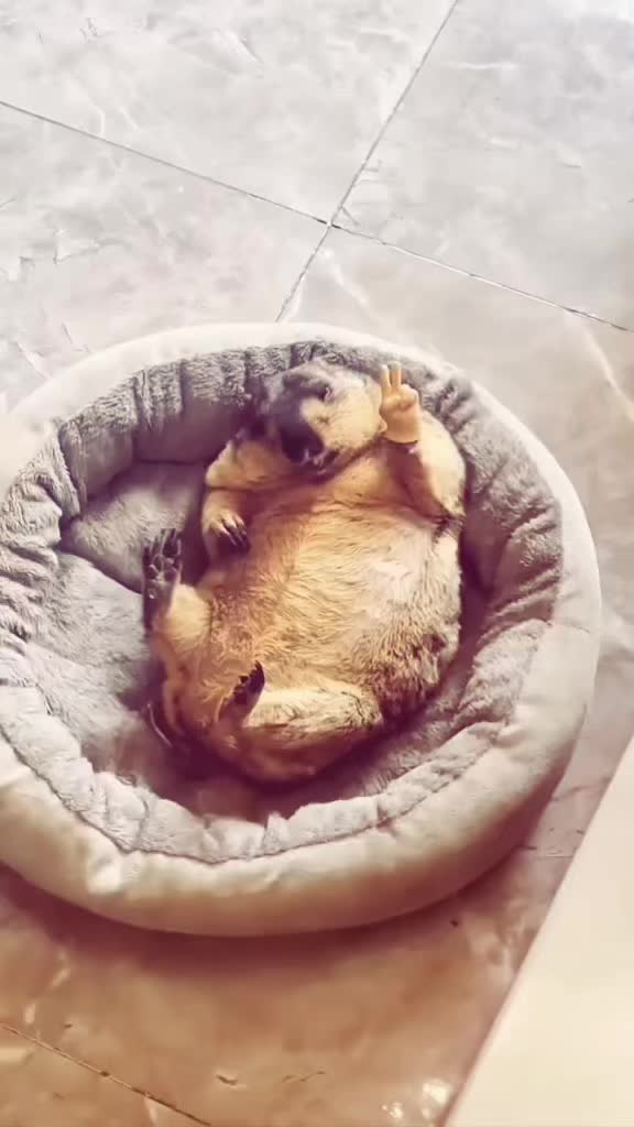 @dailymarmot00