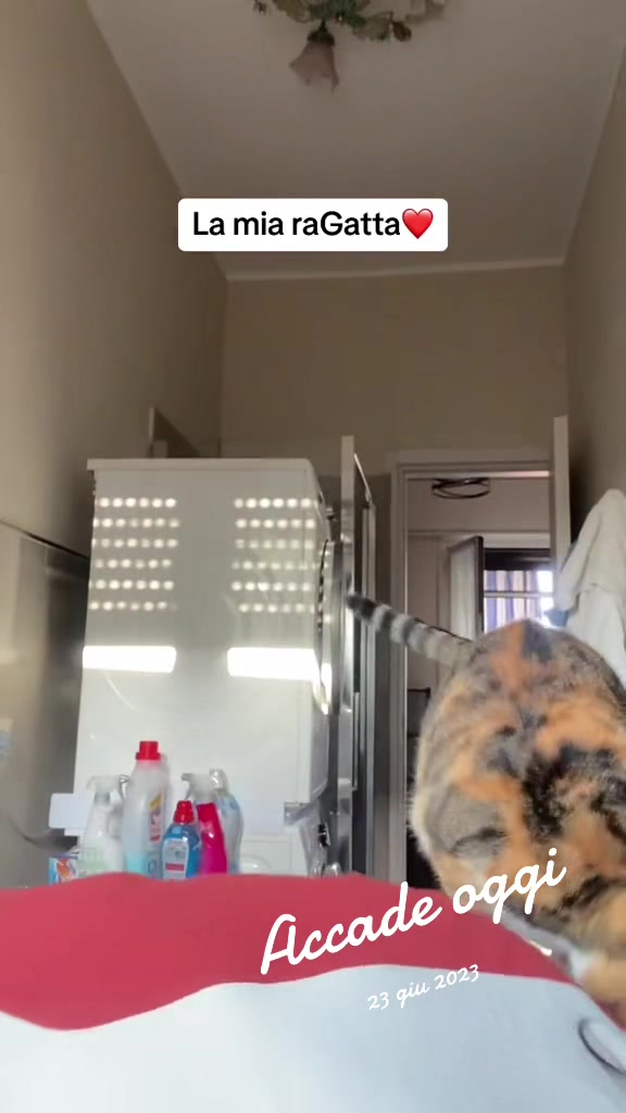 @Lucia and the cats &dog🌈😫