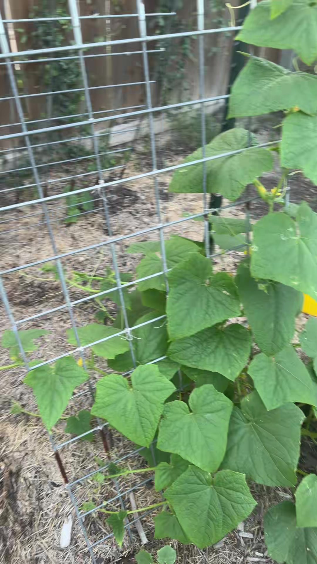 @themagicvalleygardener