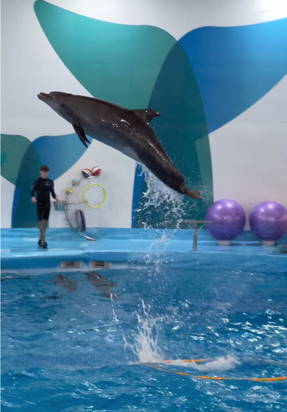 @Pattaya Dolphinarium