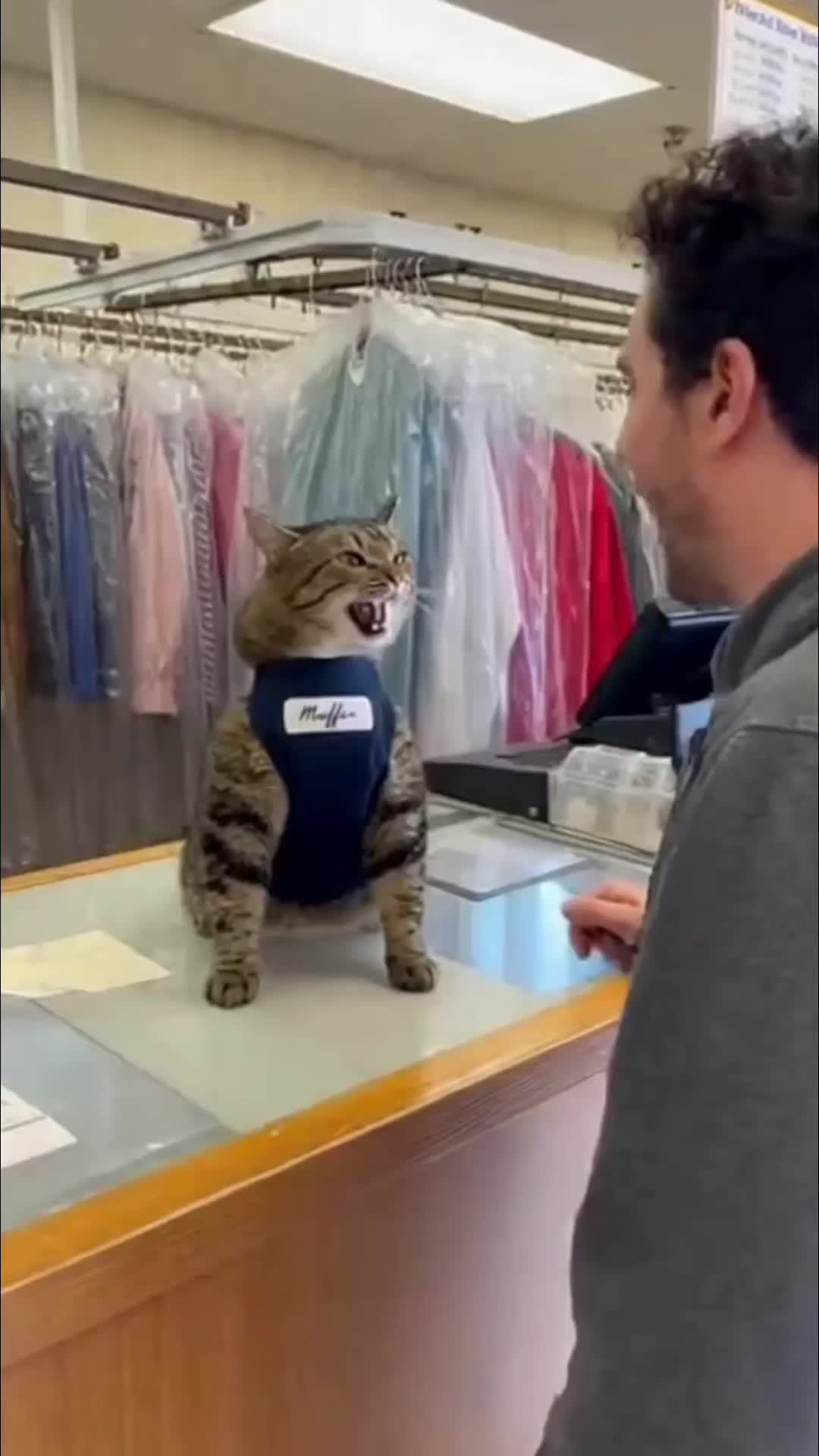 @The Cat Pods