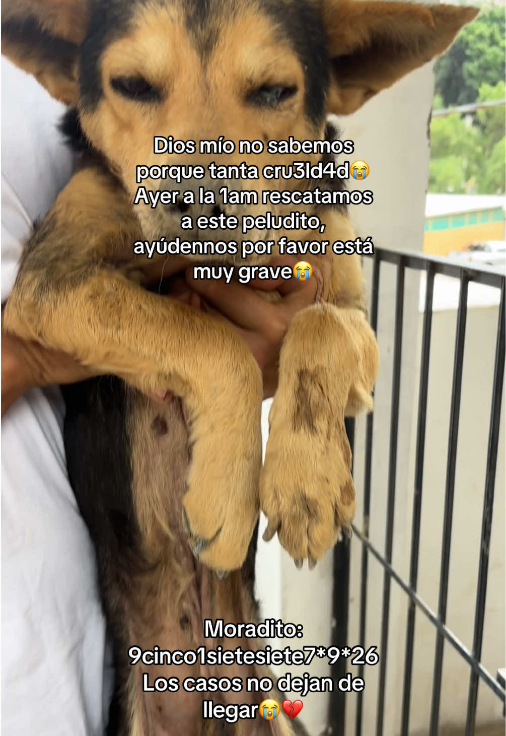 @Cómplices al rescate_11🐾