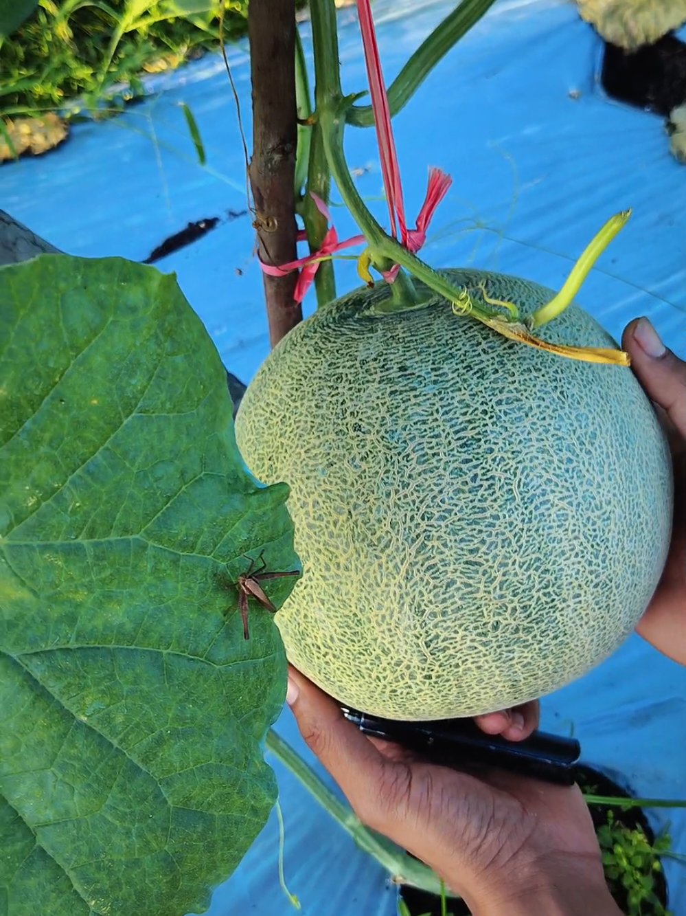 @Pecinta Buah PKY