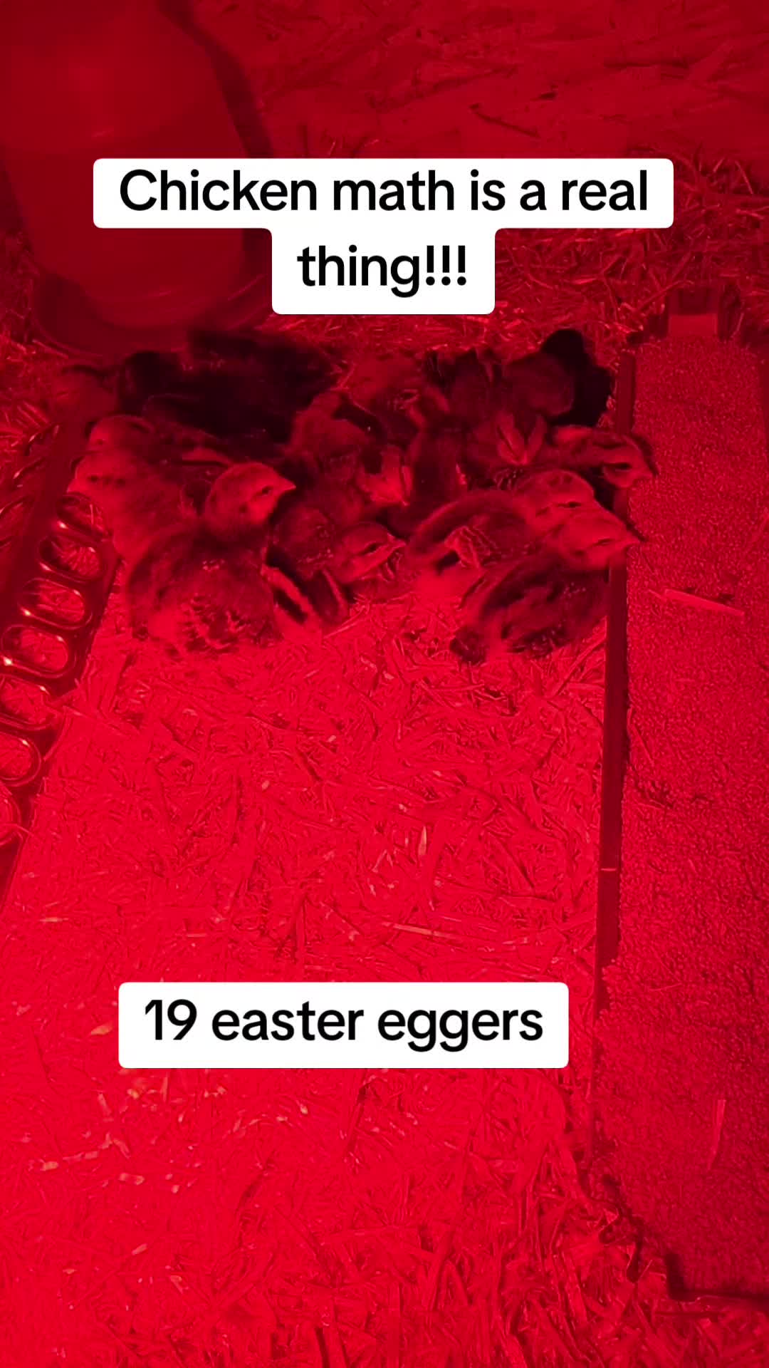 @2nd_Amend_Pasture_Raised_Eggs