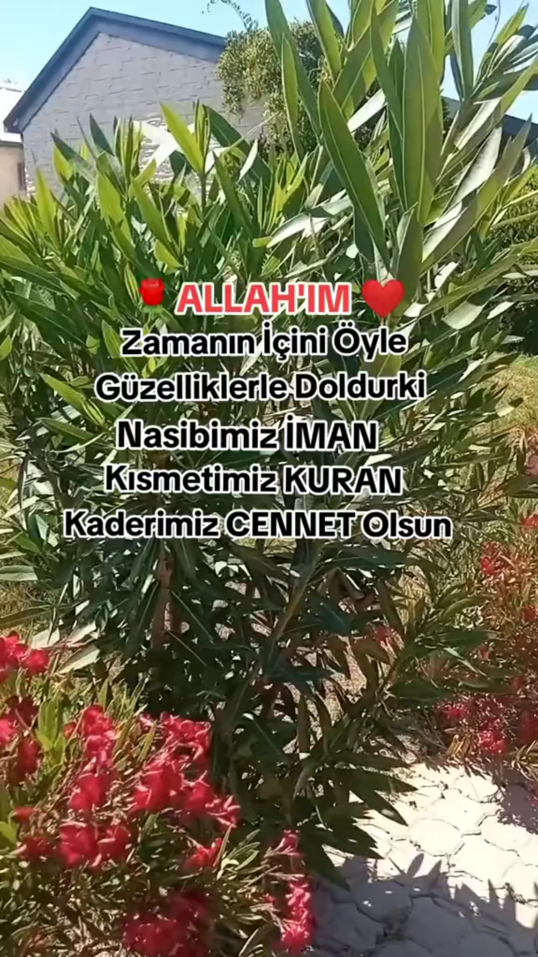 @papatyamm