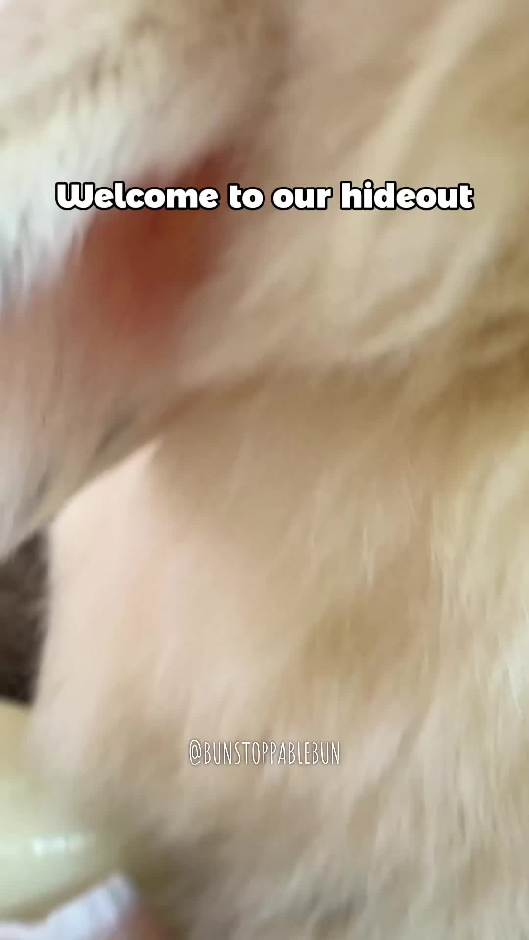 @BunBun, Mochi🌈, Chewy